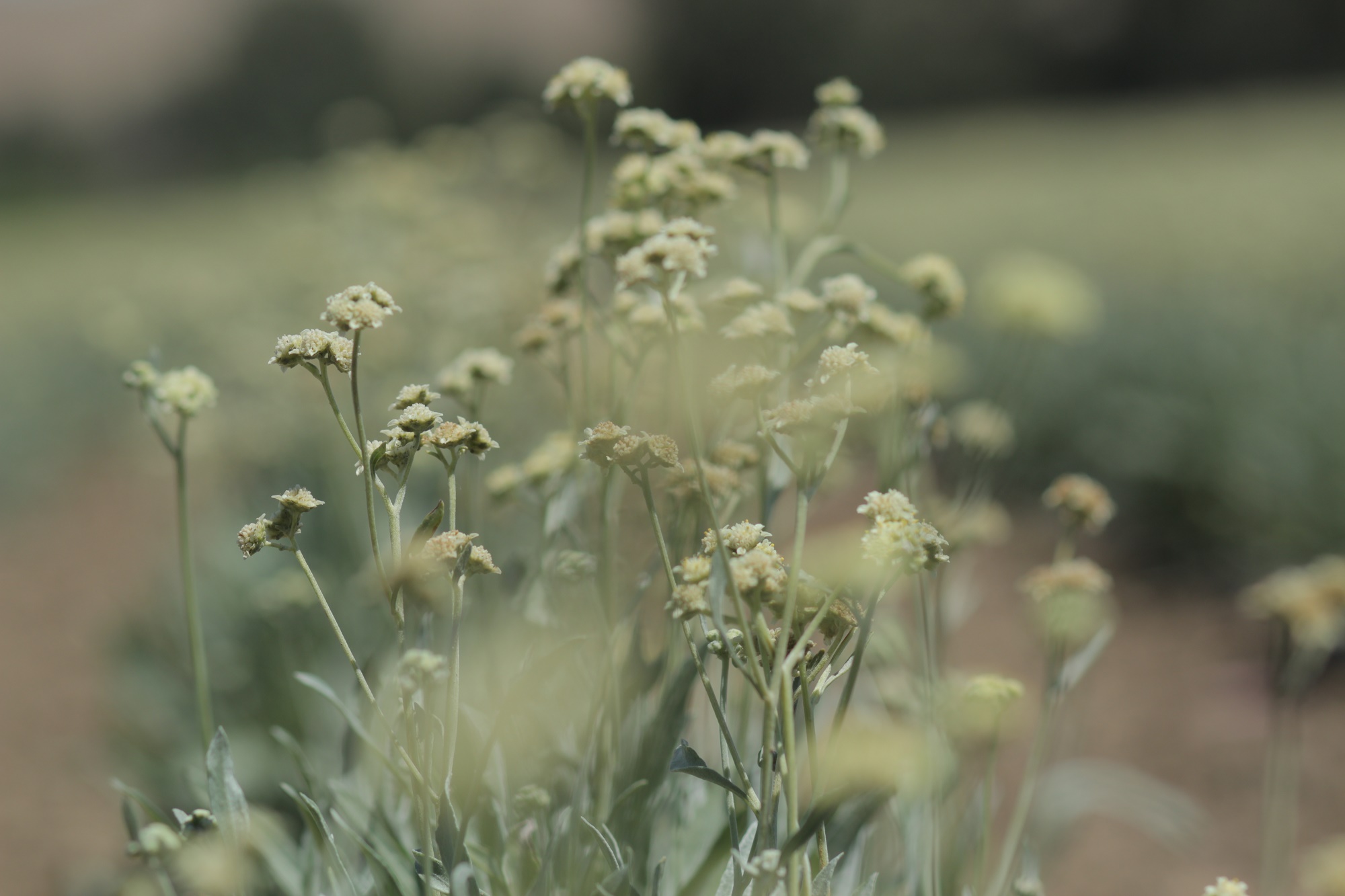 Pirelli'den özel bir performans lastiği