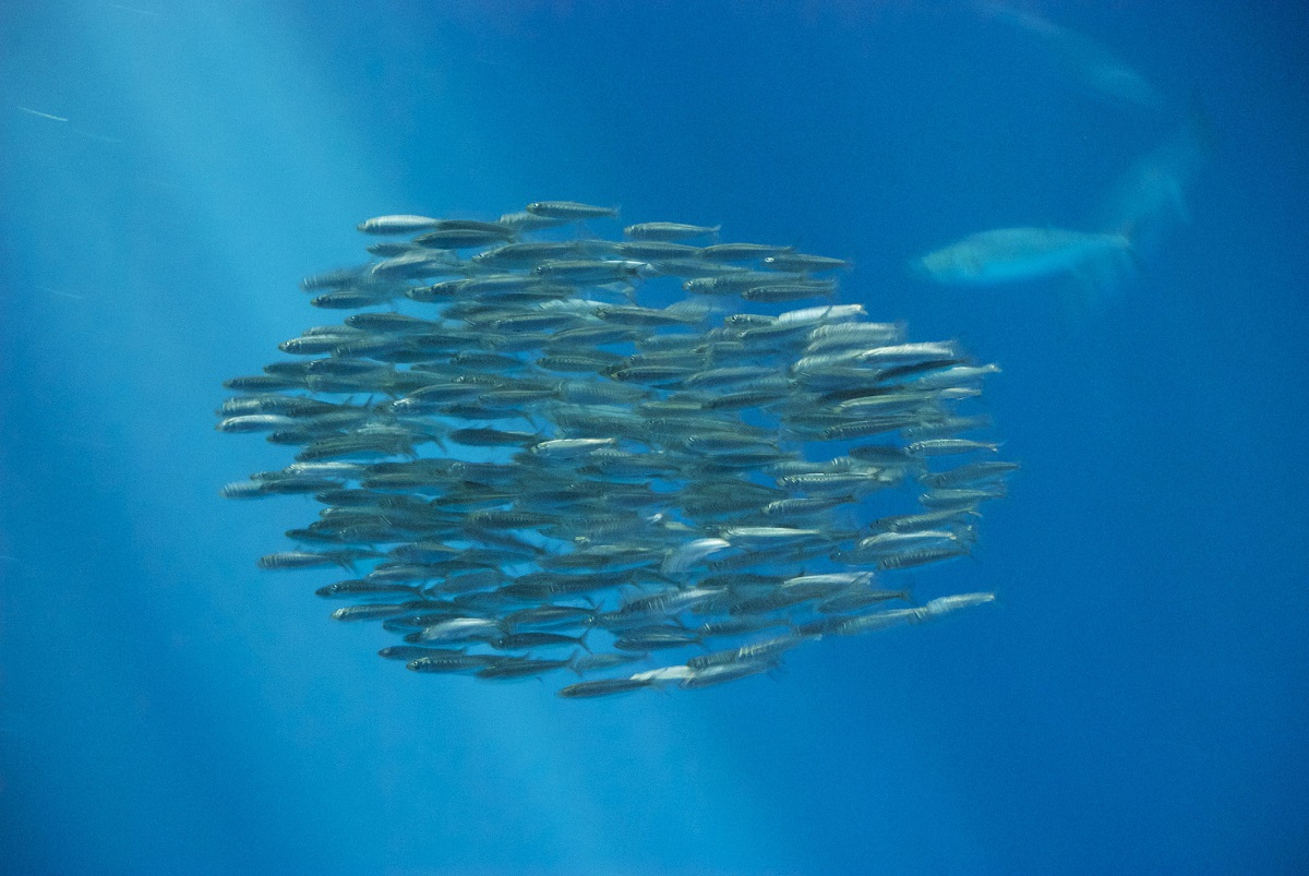 Toyota doğayı koruyor