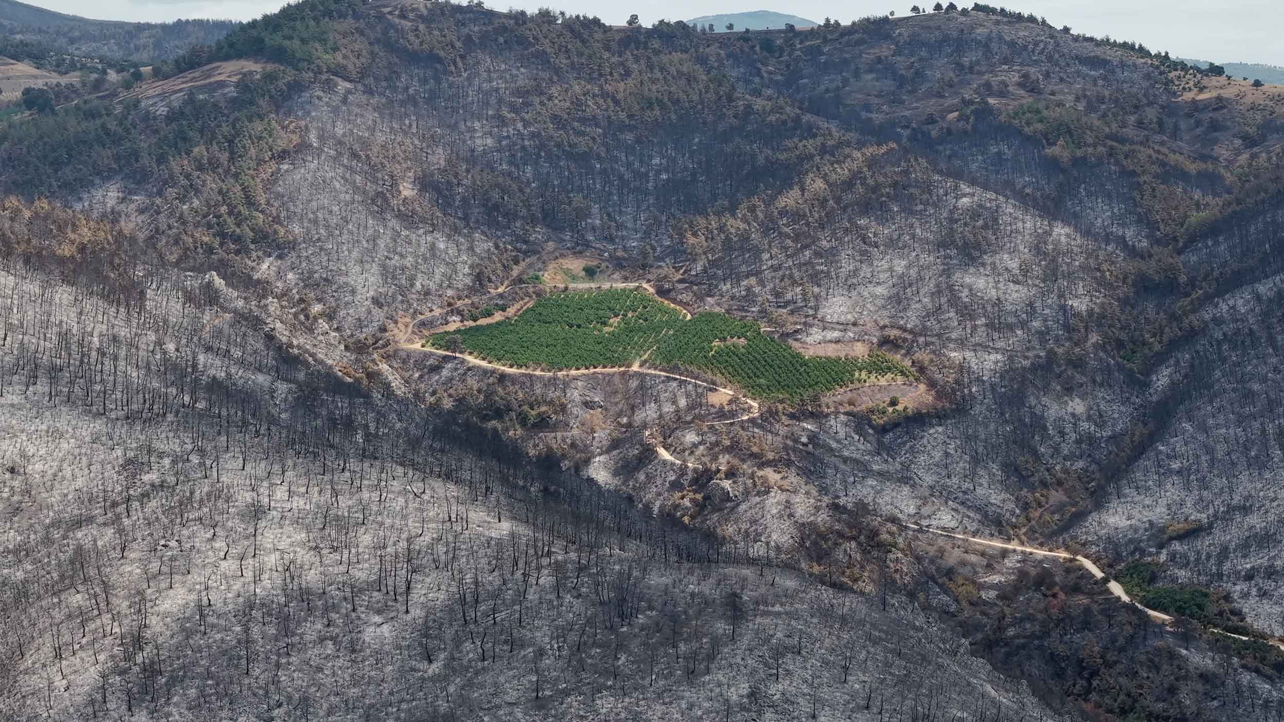 Satılan her bir araç için 10 fidan kampanyası